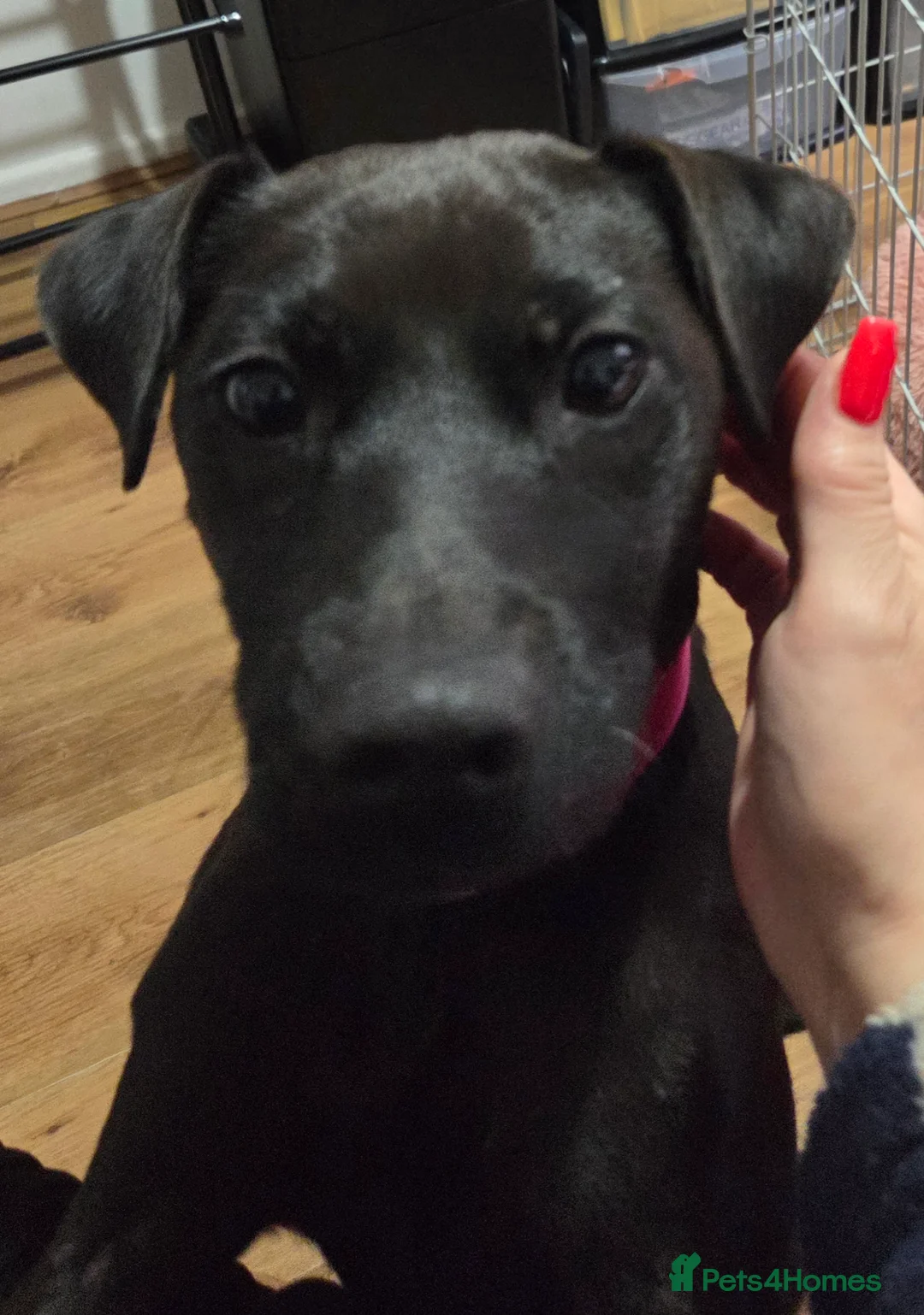 Patterdale Terrier dogs for sale: Patterdale terrier - Advert 2