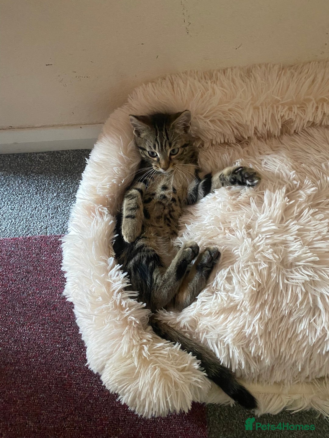 Mixed Breed cats for sale: BEAUTIFUL TABBY MALE FOR SALE  - Image 3