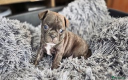 Mixed Breed dogs for sale: French bulldog x Chihuahua puppies - Image 13