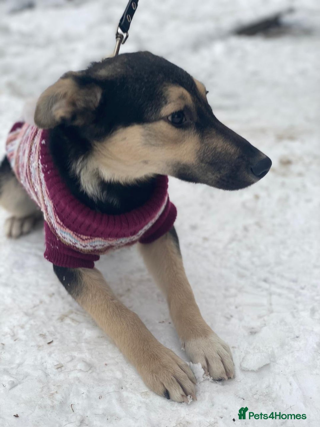 Mixed Breed dogs for adoption: ❤️ZITA&GITA❤️ – Together or Separately - Advert 11