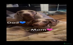 Miniature Dachshund dogs for sale: Miniature Dachshund Puppies - Image 4
