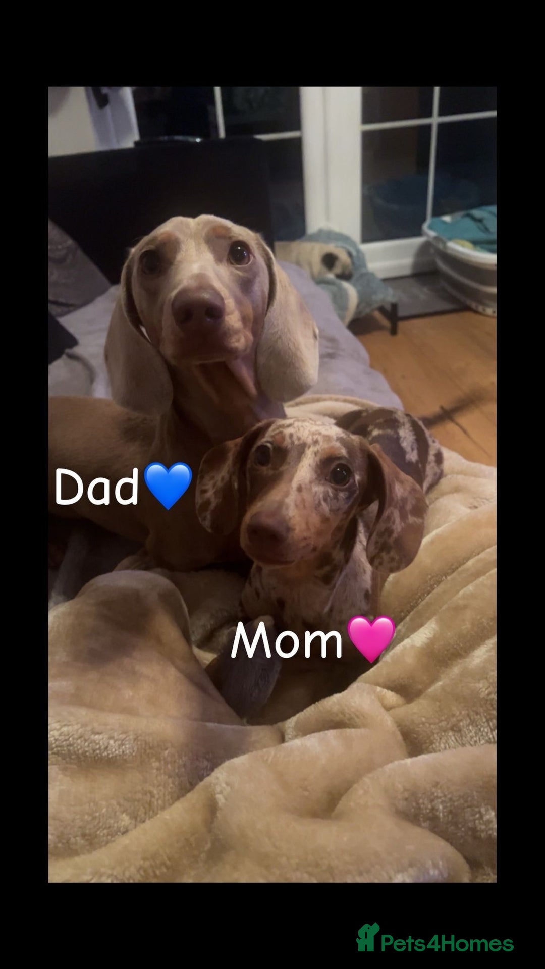 Miniature Dachshund dogs for sale: Miniature Dachshund Puppies - Image 4