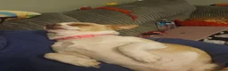 Chihuahua dogs for sale: Female chihuahua needs rehoming - Advert 4