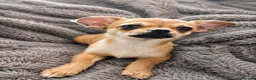 Chihuahua dogs for sale: Two Female Chihuahuas For Sale - Advert 3