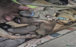 Cane Corso dogs for sale: Cane corso pups  - Image 10