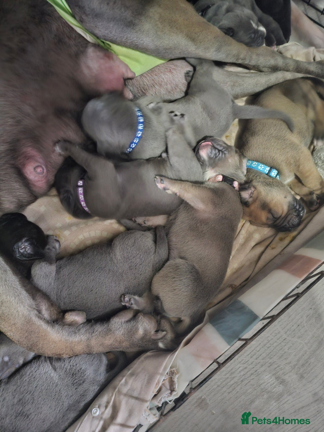 Cane Corso dogs for sale: Cane corso pups  - Image 10
