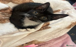 Mixed Breed cats for sale: 2 gorgeous playful kittens - Image 11