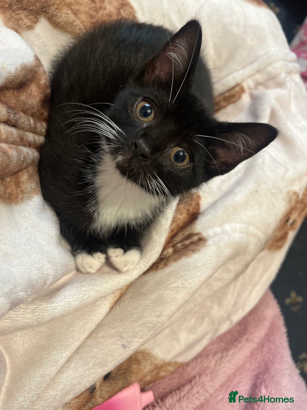 Mixed Breed cats for sale: 2 gorgeous playful kittens - Image 11