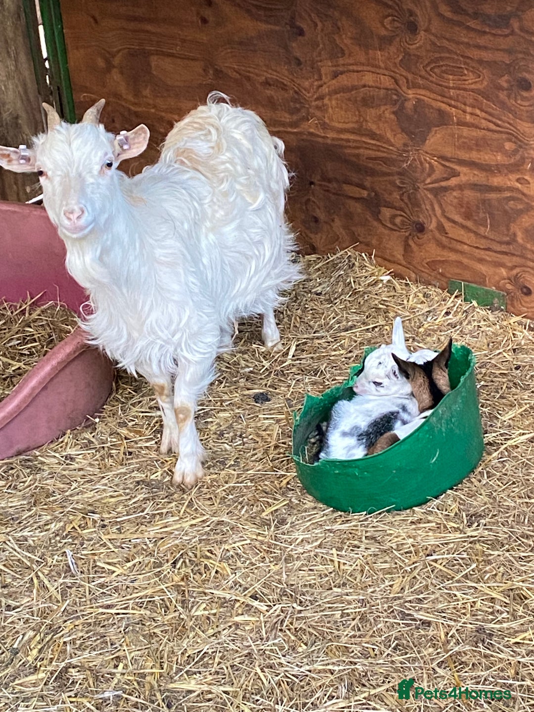 Goats livestock for sale: GORGEOUS NEW BORN BABIES AND FRIENDLY PET WETHERS  - Image 15