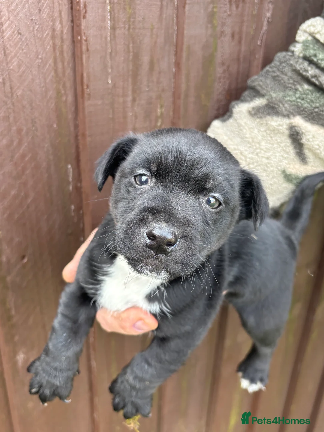 Patterjack dogs for sale: Our beautiful patter-jack boy for sale - Advert 3