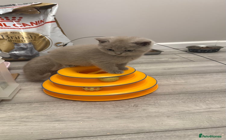 British Shorthair cats - Advert 14