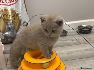 British Shorthair cats - Advert 28