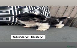 Shih Tzu dogs for sale: Shih tzu  - Image 5