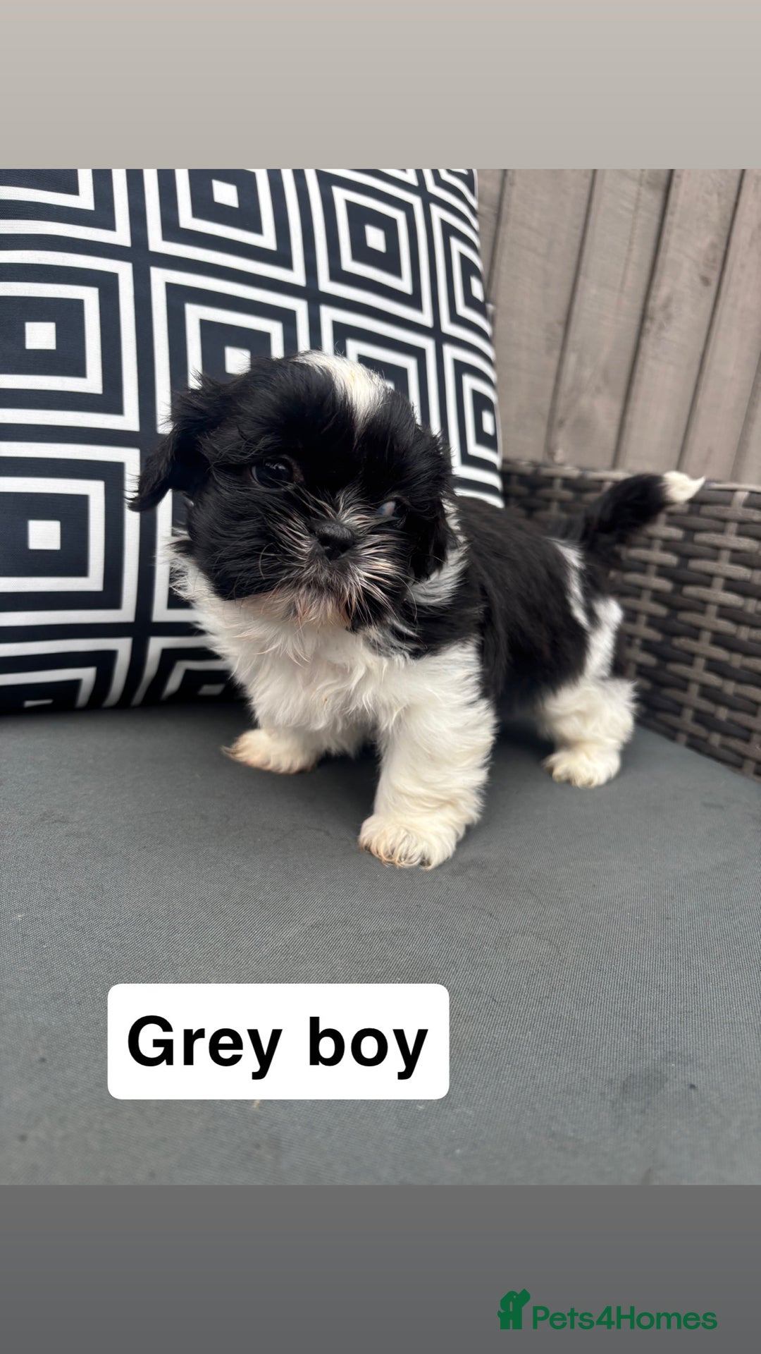 Shih Tzu dogs for sale: Shih tzu  - Image 5