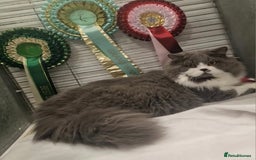 British Longhair cats for sale: Quadruple Grand Champion British Longhair Male - Image 5