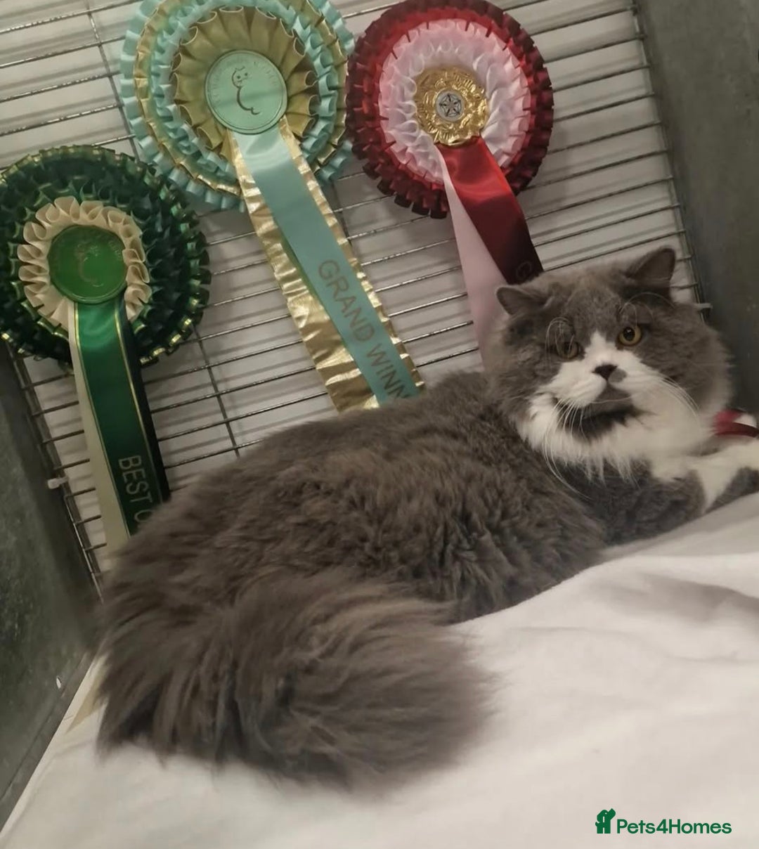 British Longhair cats for sale: Quadruple Grand Champion British Longhair Male - Image 5