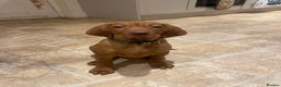 Hungarian Vizsla dogs for sale: 1 male KC registered Hungarian Vizla for sale  - Advert 10