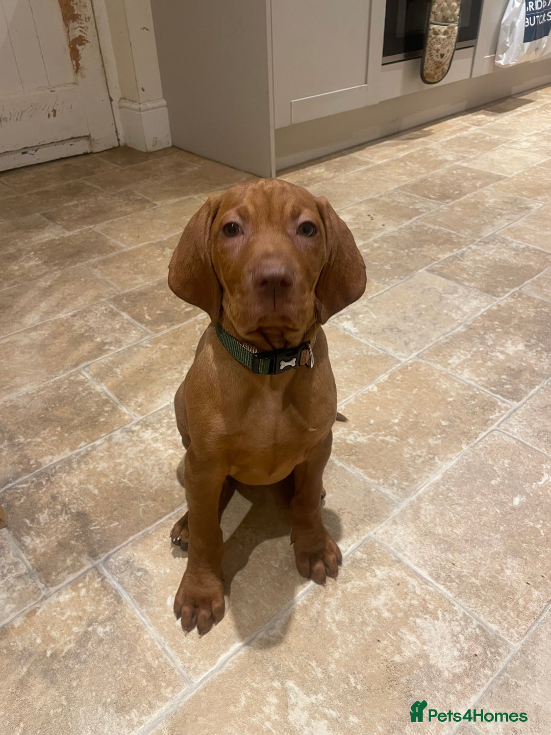 Hungarian Vizsla dogs for sale: 1 male KC registered Hungarian Vizla for sale  - Advert 10