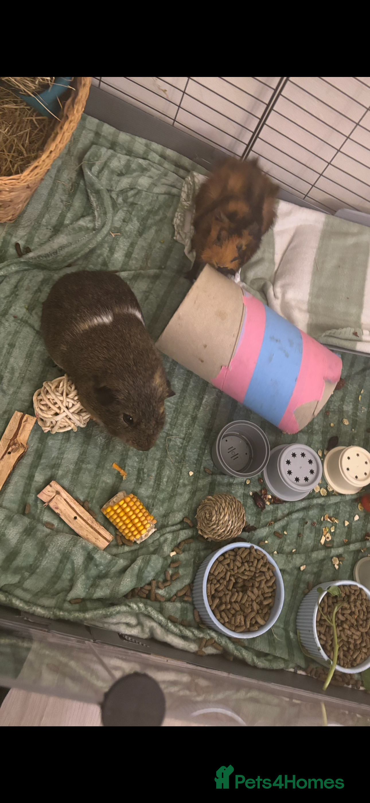 Guinea Pig rodents 2 make guinea pigs with c&c cage - Advert 1