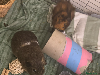 Guinea Pig rodents 2 make guinea pigs with c&c cage - Advert 1