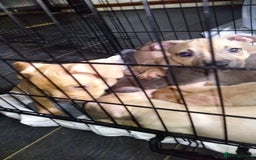 Mixed Breed dogs for sale: 4 beautiful pocket bully/mixed - Image 15