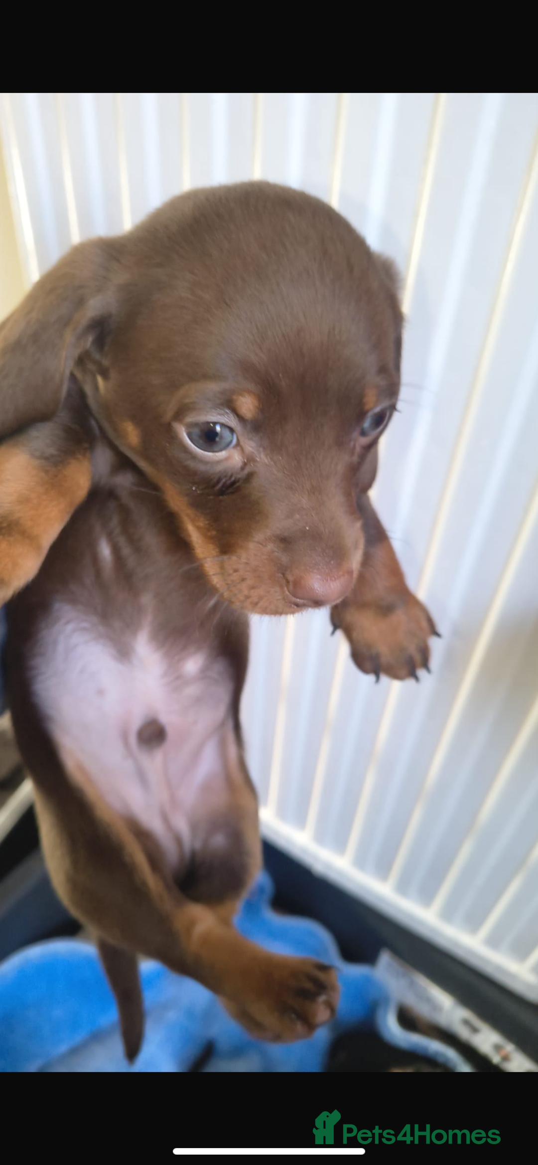 Dachshund dogs for sale: 6 miniature dauchund puppies for sale  - Advert 13