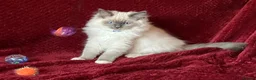 Ragdoll cats for sale: ChampionBloodline 5GENpedigree BSH GCCFreg.parents - Advert 11