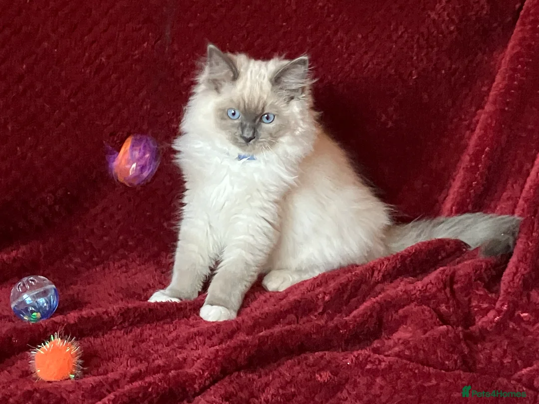 Ragdoll cats for sale: ChampionBloodline 5GENpedigree BSH GCCFreg.parents - Advert 11