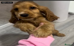 Cocker Spaniel dogs for sale: 🩷one girl available 💙2 boys available  🐶🐶 - Image 3