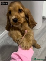 Cocker Spaniel dogs - Advert 3