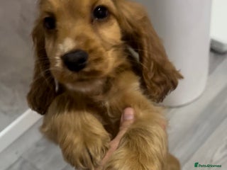 Cocker Spaniel dogs 🐶 adorable show cocker spaniel puppies 🐶 - Advert 16