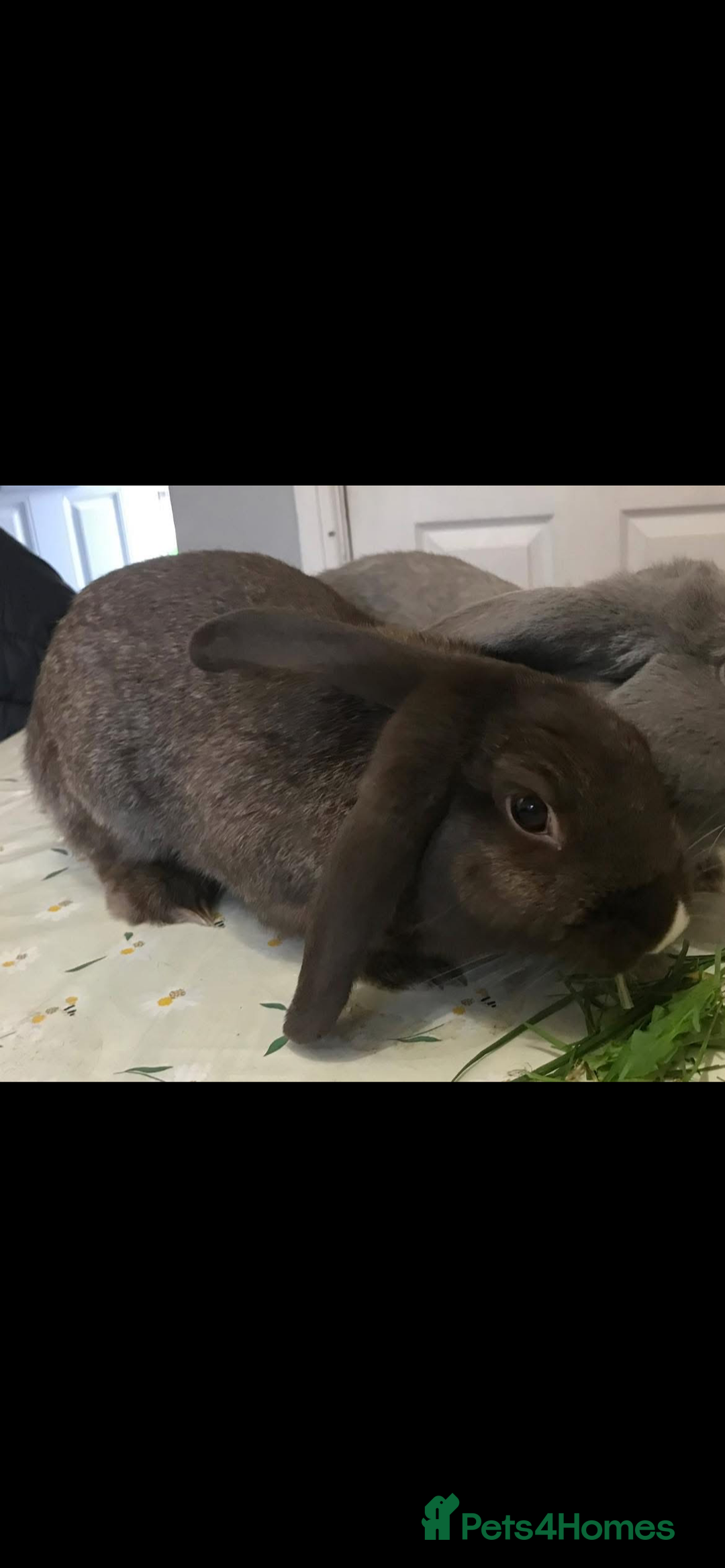 Mini Lop rabbits for sale: 1 lop boy  - Advert 1