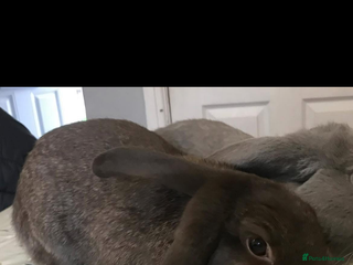 Mini Lop rabbits 1 lop boy - Advert 1