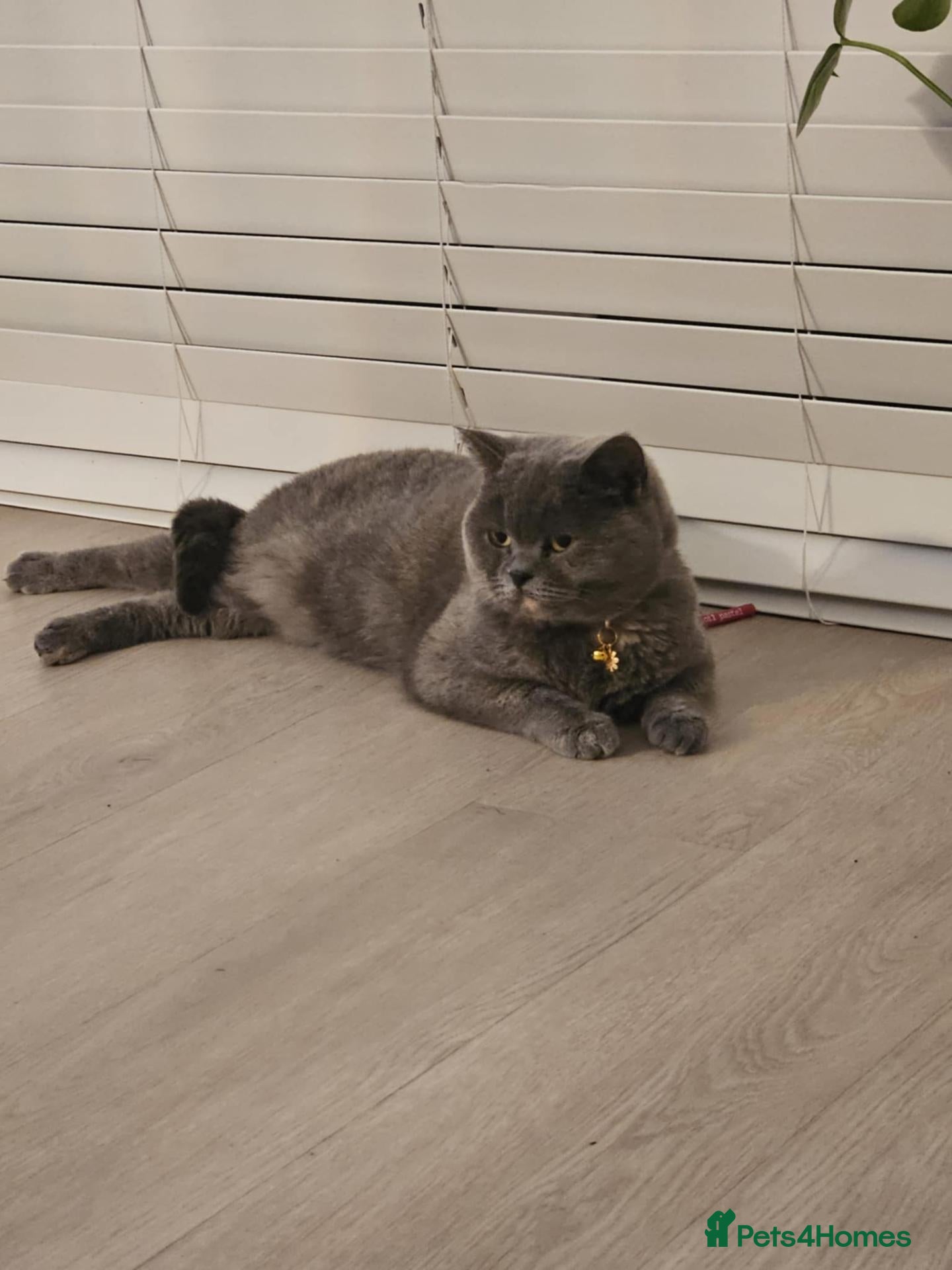 British Shorthair cats Active British shorthair female  - Advert 6