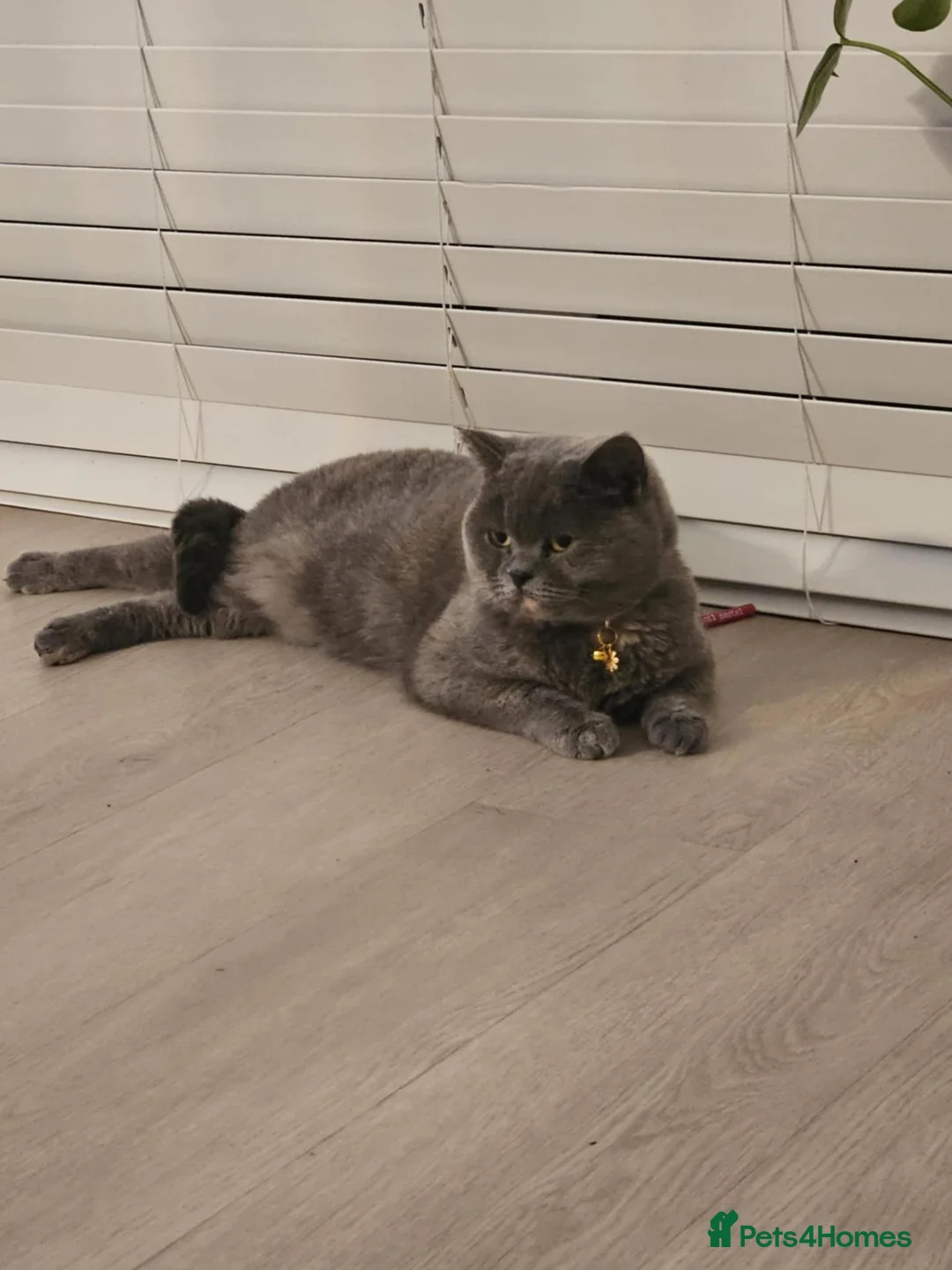 British Shorthair cats for sale: Active British shorthair female  - Advert 1