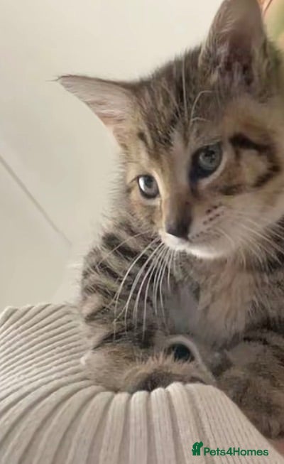 Domestic Shorthair cats Kitten - Advert 14