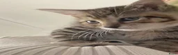 Domestic Shorthair cats for sale: Kitten in Birmingham - Advert 1