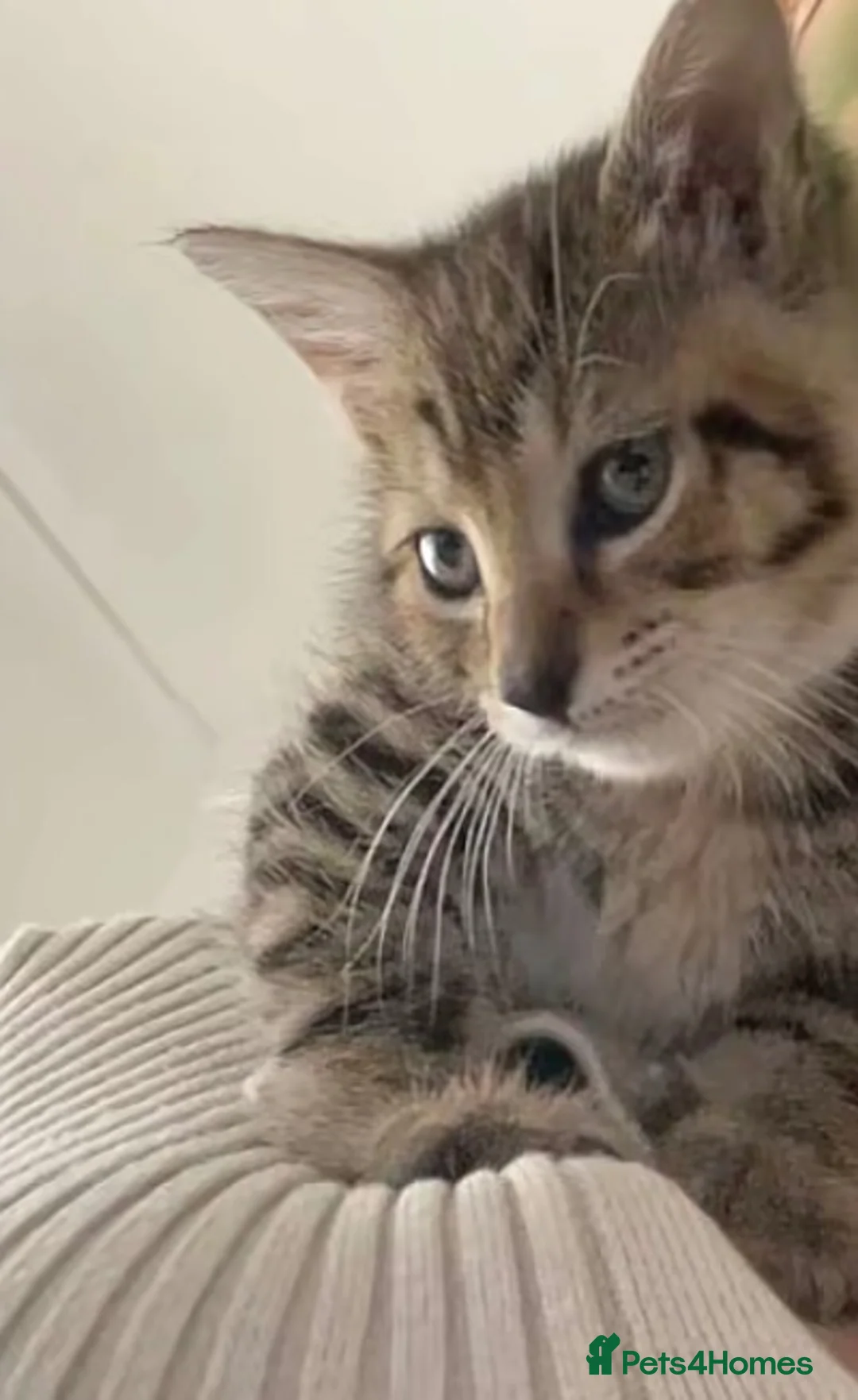 Domestic Shorthair cats for sale: Kitten in Birmingham - Advert 1