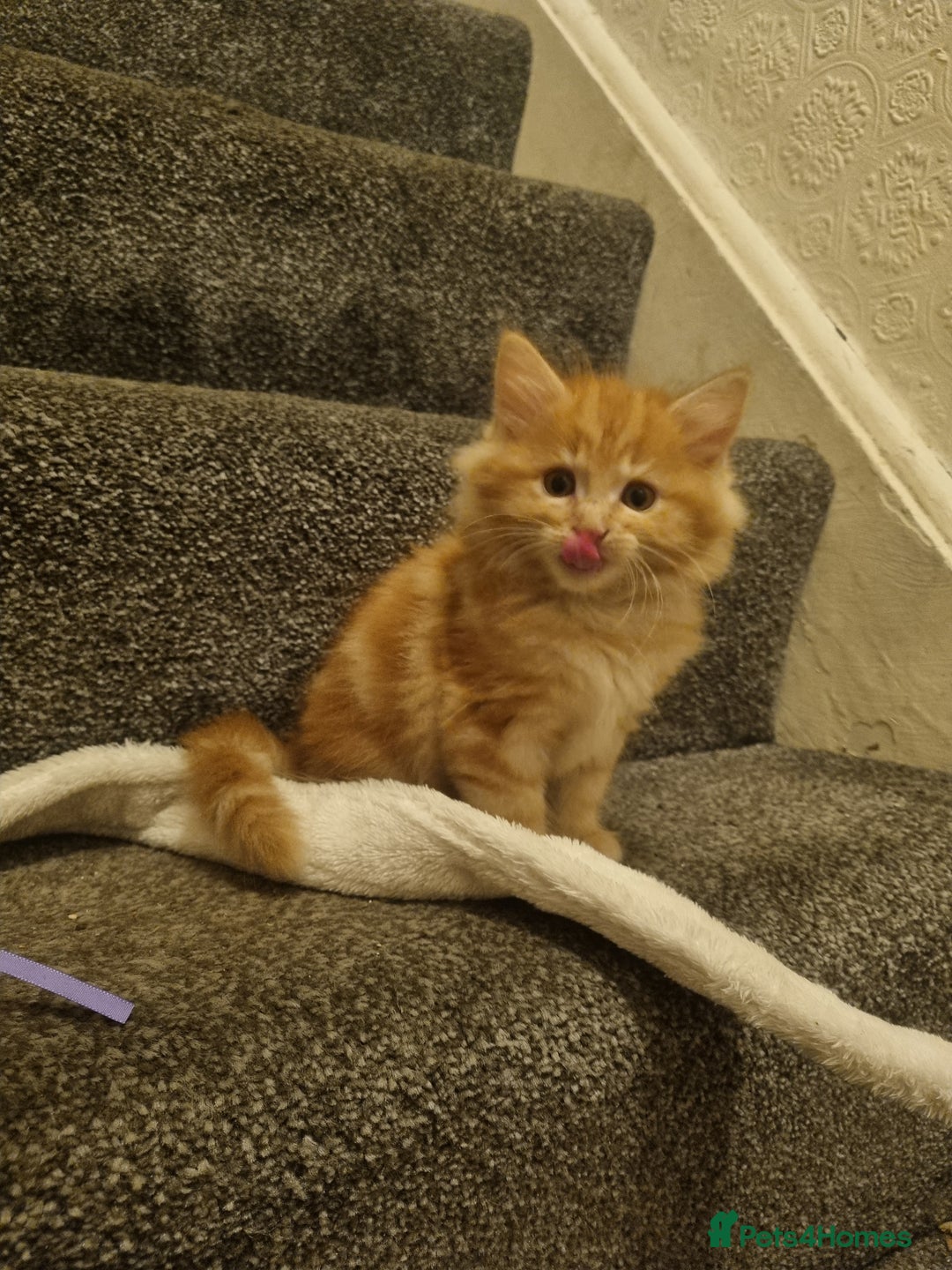 Mixed Breed cats for sale: Maine coon X - Advert 5