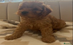 Cavapoo dogs for sale: Gorgeous cavapoo puppies available 🐾 - Image 7