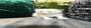 Ragdoll 1