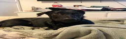 German Shepherd dogs for sale: GERMAN SHEPARD PUPPY MALE - Advert 3