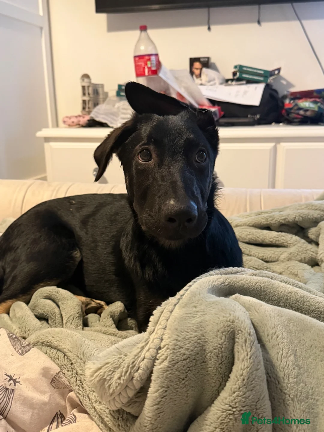German Shepherd dogs for sale: GERMAN SHEPARD PUPPY MALE - Advert 3