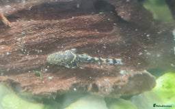 Plecos fish for sale: Bristlenose Plecos - Image 8