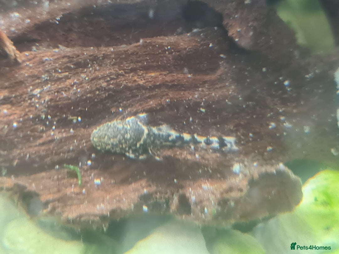 Plecos fish for sale: Bristlenose Plecos - Image 8