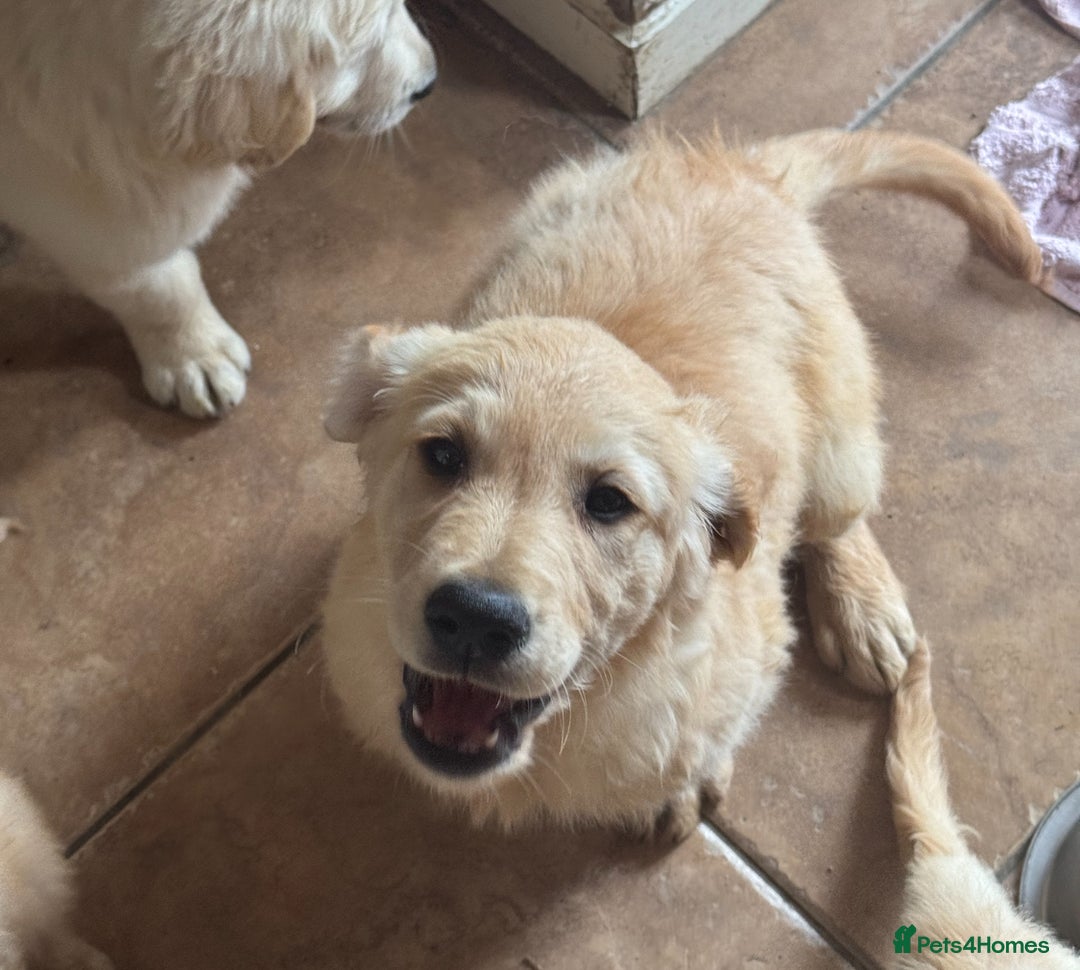 Golden Retriever dogs for sale: Healthy well socialised calm KC puppies - Image 28