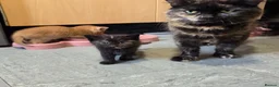Mixed Breed cats for sale: Beautiful Fluffy Kittens Looking for Forever homes - Advert 33