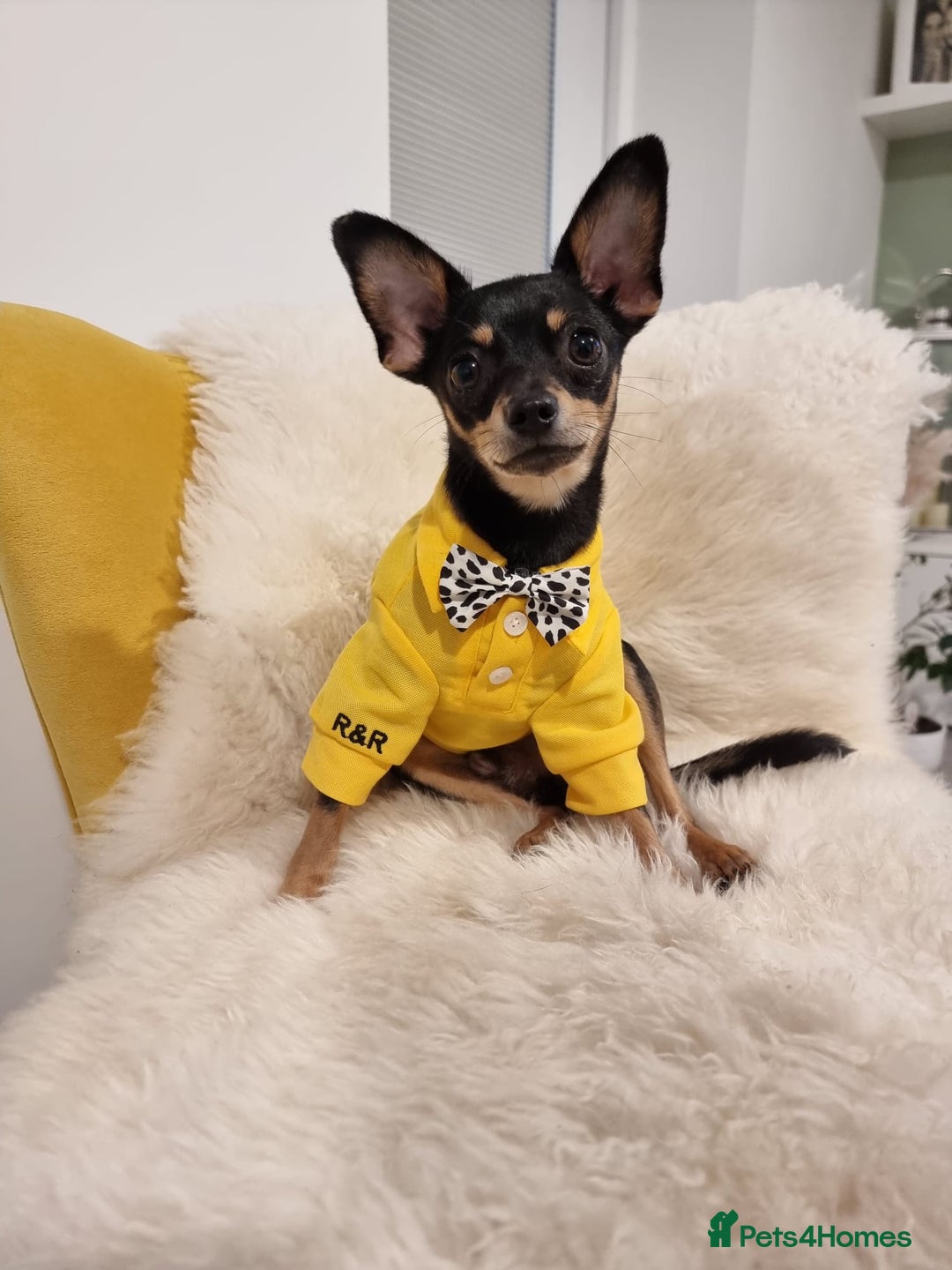 Russian Toy Terrier dogs for stud: Not Proven Stud Looking For Female  - Image 9