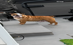 English Bulldog dogs for sale: English bulldog pups available 1/12/25 - Image 4