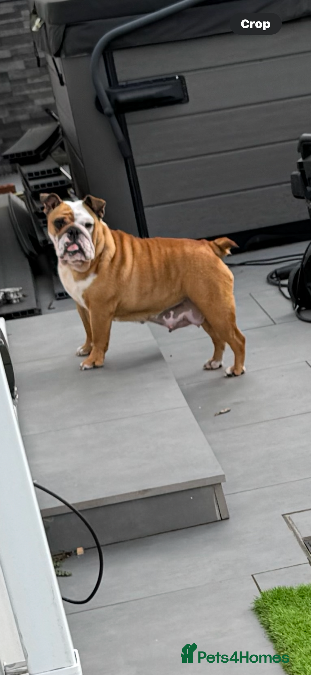 English Bulldog dogs for sale: English bulldog pups available 1/12/25 - Image 4